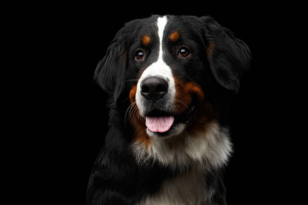 istock Close-up Bernese Mountain Dog panting in front of isolated 635840020
