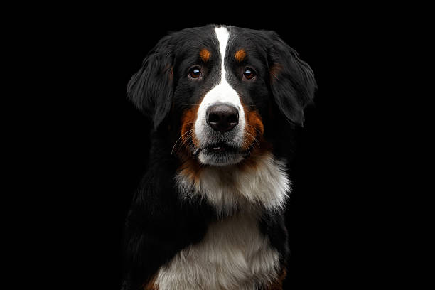 istock Close-up Bernese Mountain Dog panting in front of isolated 635840082