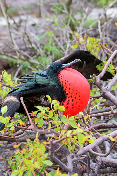 istock Male Great Frigatebird (Fregata minor) displaying 635840236