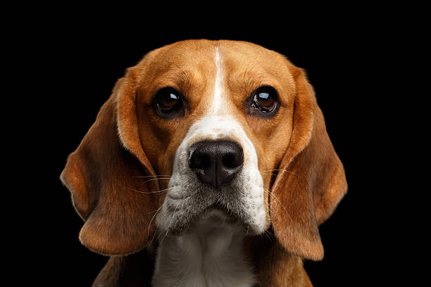 istock Beagle dog on isolated black background 635840376