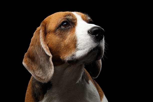istock Beagle dog on isolated black background 635840590