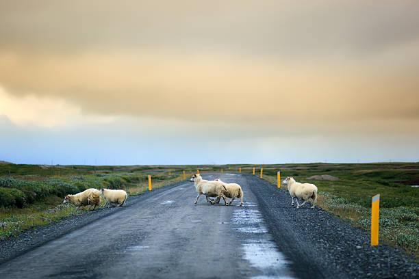 istock Flock of sheep and lamb in iceland 635844402