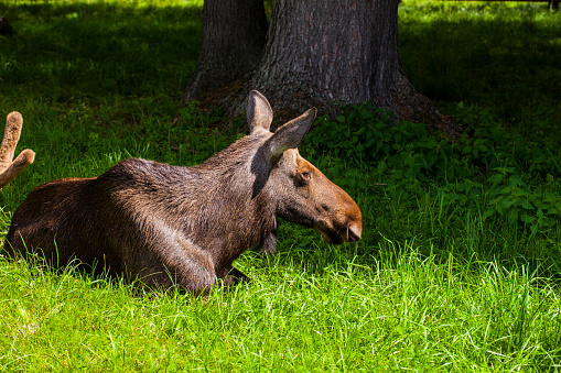 elk lying on the grass, Bialowieza National Park