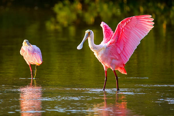 espátula rosada (platalea ajaja - estero zona húmeda fotografías e imágenes de stock