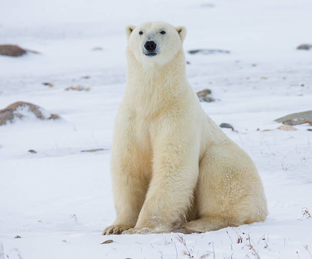 Polar bear sitting in the snow on the tundra. stock photo