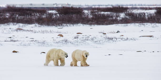 istock Two polar bears playing with each other in the tundra. 635844922