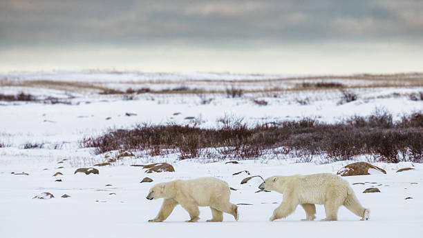 istock Polar bear on the tundra. 635845110
