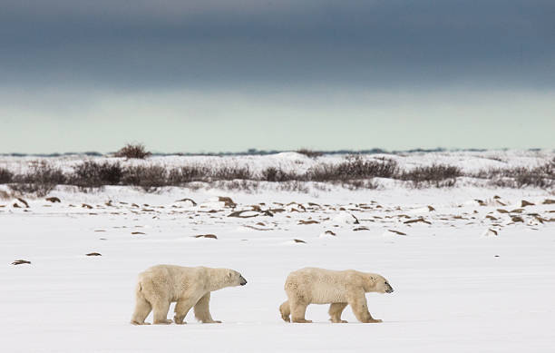 istock Polar bear on the tundra. 635845214