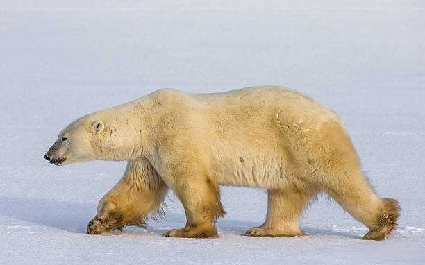 istock Polar bear on the tundra. 635845390