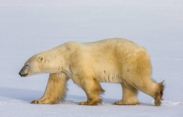 istock Polar bear on the tundra. 635845392