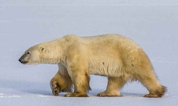 istock Polar bear on the tundra. 635845408