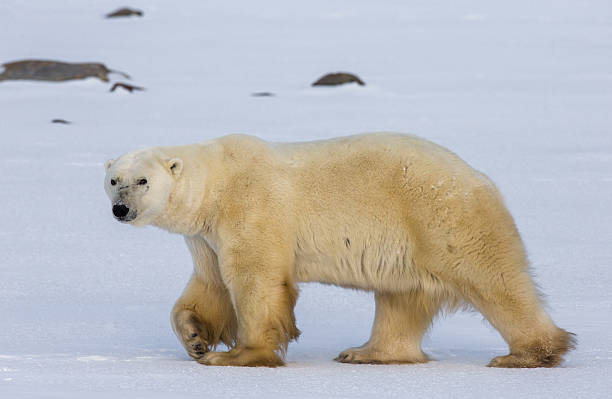 istock Polar bear on the tundra. 635845434