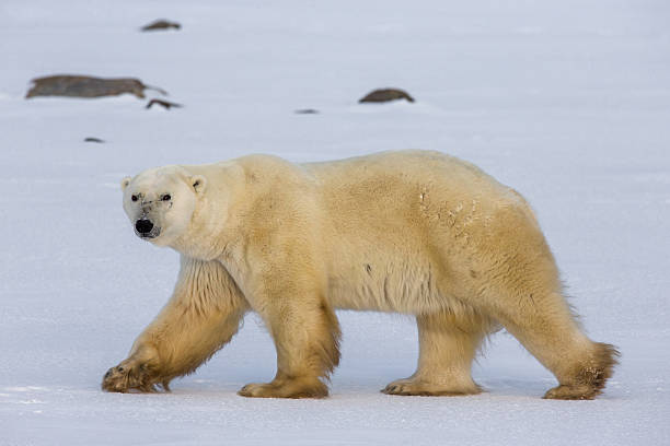 istock Polar bear on the tundra. 635845458