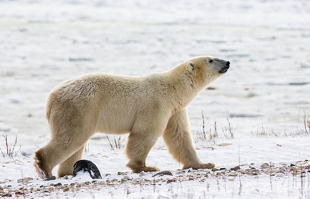 istock Polar bear on the tundra. 635845832