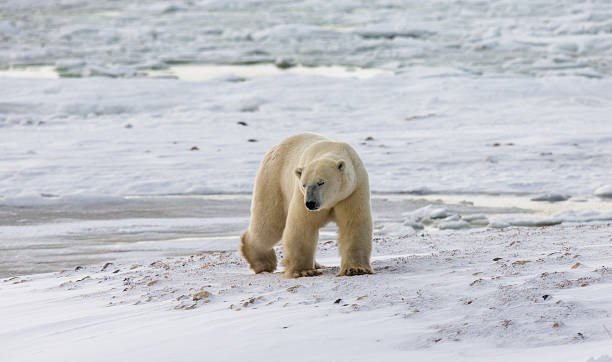 istock Polar bear on the tundra. 635845972