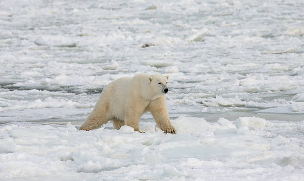istock Polar bear on the tundra. 635846036