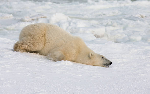 istock Polar bear lying in snow in the tundra. 635846106