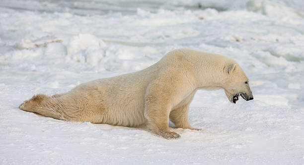istock Polar bear lying in snow in the tundra. 635846120