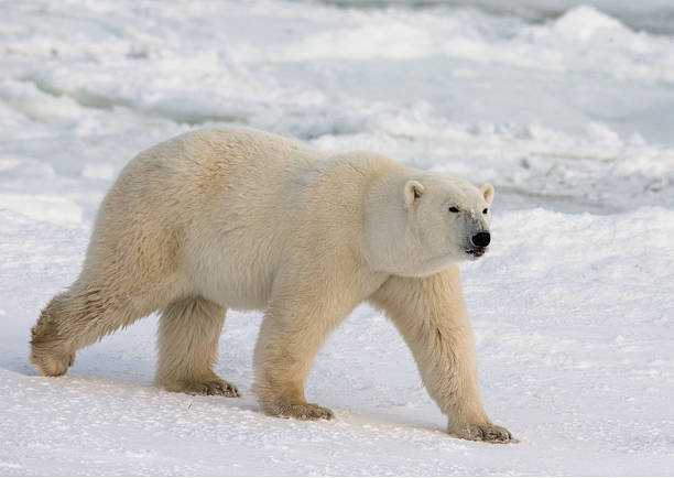 istock Polar bear on the tundra. 635846138