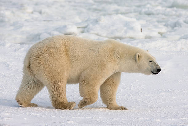 istock Polar bear on the tundra. 635846140