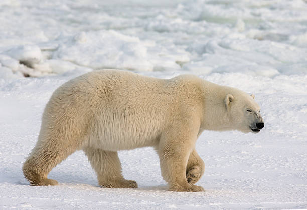istock Polar bear on the tundra. 635846162