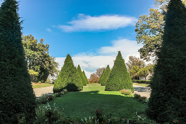 istock green cone trees in park with blue sky 635846520