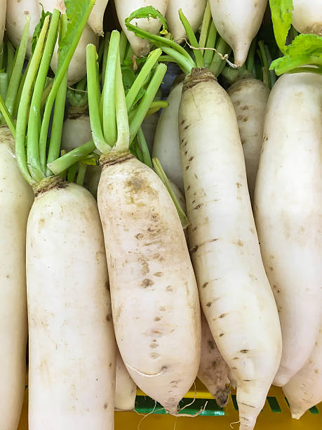 istock Fresh organic white radishes 635846710