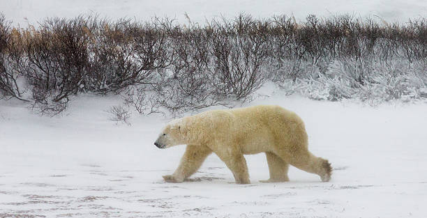 istock Polar bear on the tundra. 635846788