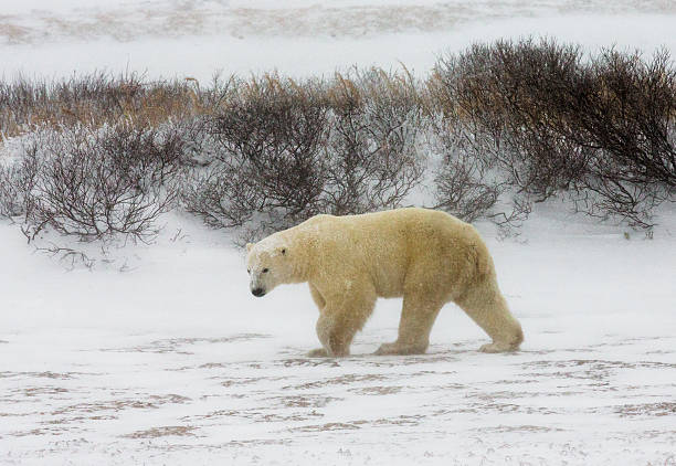 istock Polar bear on the tundra. 635846800