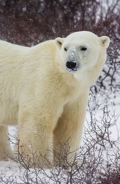 istock Polar bear on the tundra. 635847226