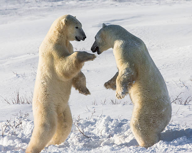 istock Two polar bears playing with each other in the tundra. 635847954