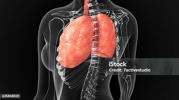 Human rib cage with lungs and nervous system. Poster Fruugo FR