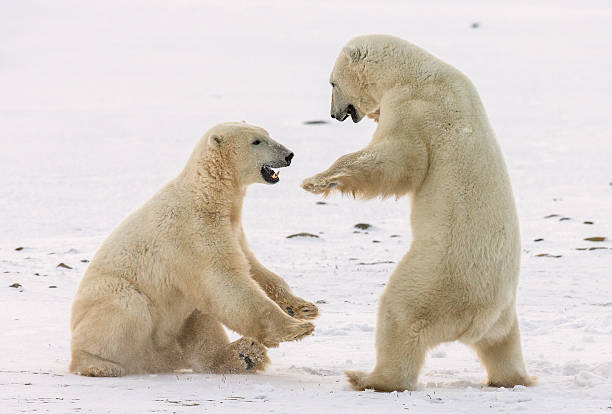istock Two polar bears playing with each other in the tundra. 635848466