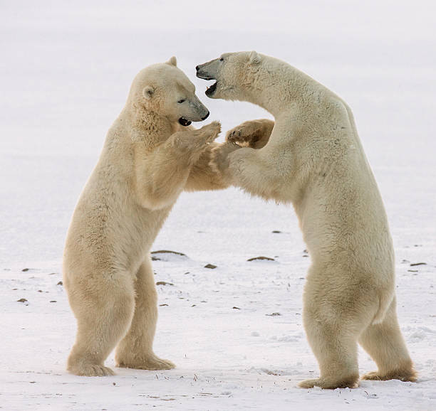 istock Two polar bears playing with each other in the tundra. 635848494