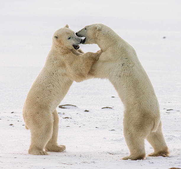 istock Two polar bears playing with each other in the tundra. 635848506