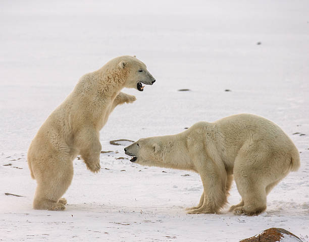 istock Two polar bears playing with each other in the tundra. 635848534