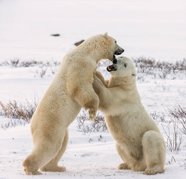istock Two polar bears playing with each other in the tundra. 635848622