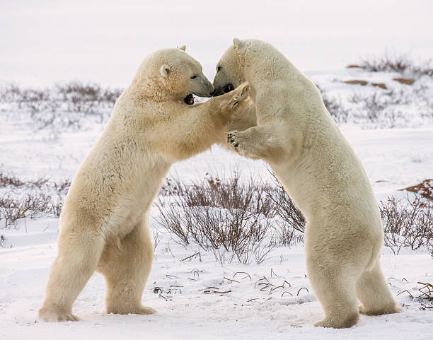 istock Two polar bears playing with each other in the tundra. 635848648