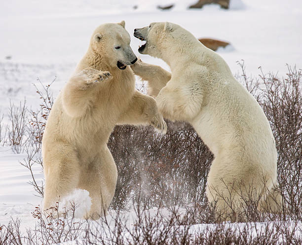 istock Two polar bears playing with each other in the tundra. 635848690
