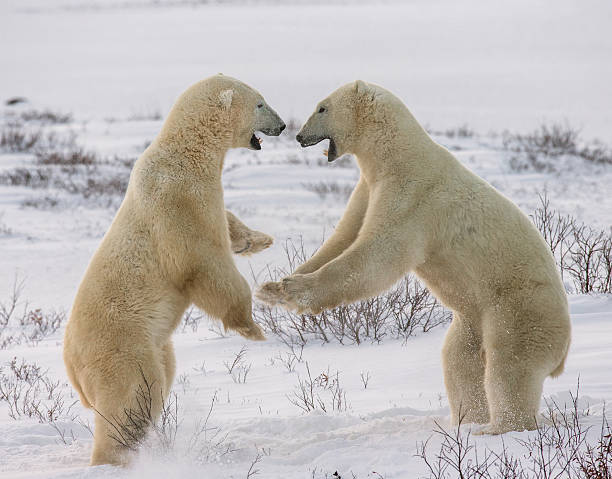 istock Two polar bears playing with each other in the tundra. 635848724