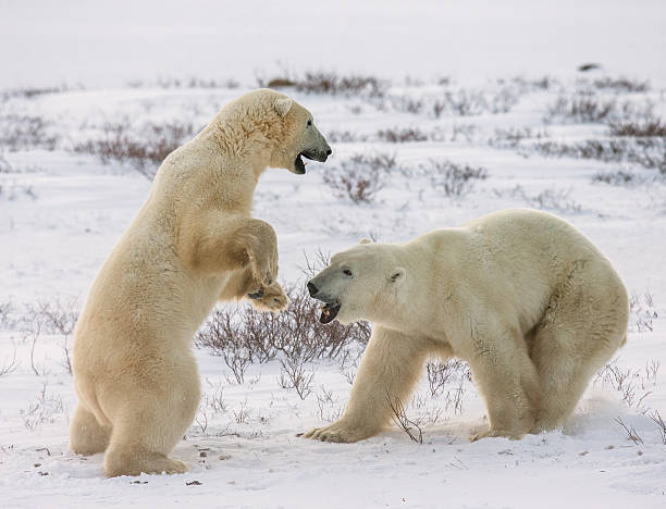 istock Two polar bears playing with each other in the tundra. 635848764
