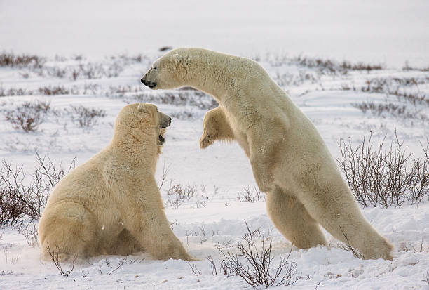 istock Two polar bears playing with each other in the tundra. 635848784