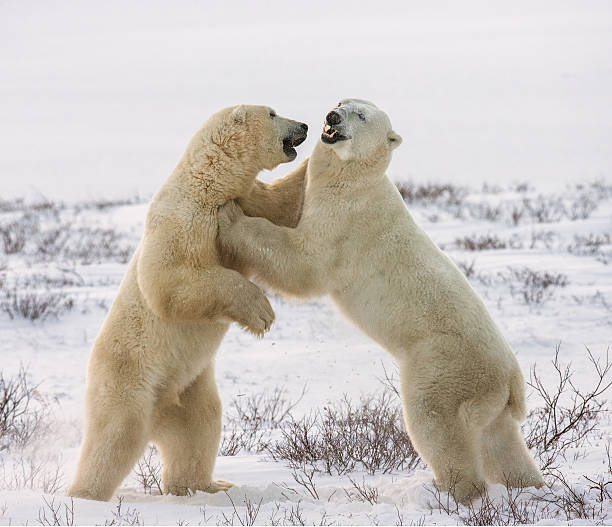 istock Two polar bears playing with each other in the tundra. 635848790