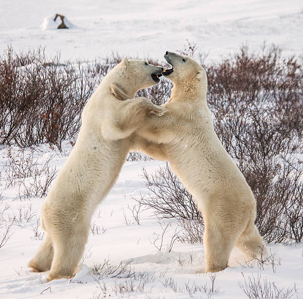 istock Two polar bears playing with each other in the tundra. 635848872