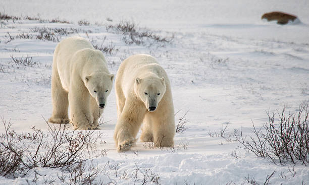 istock Two polar bears playing with each other in the tundra. 635848898