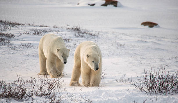 istock Two polar bears playing with each other in the tundra. 635848902