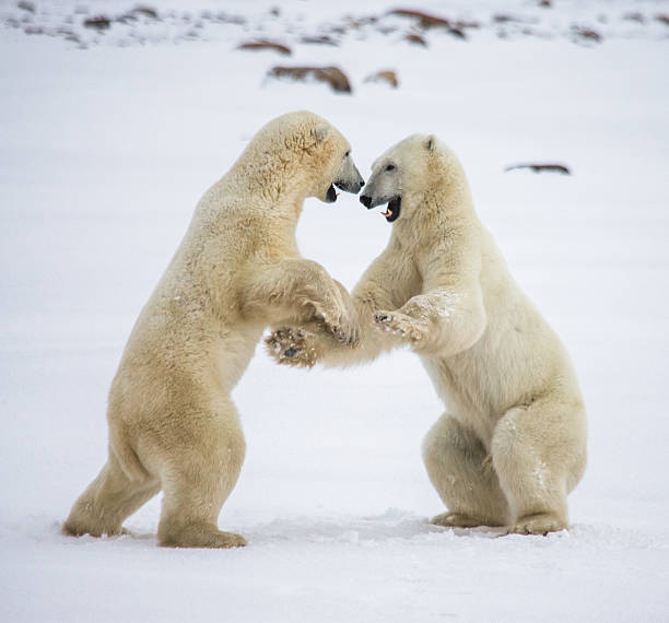 istock Two polar bears playing with each other in the tundra. 635849008