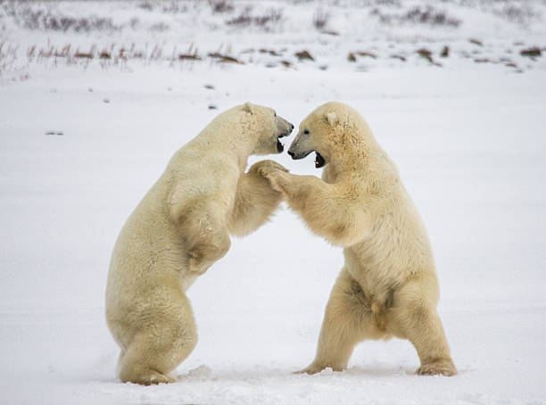 istock Two polar bears playing with each other in the tundra. 635849040