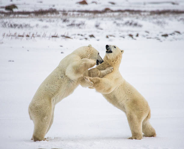istock Two polar bears playing with each other in the tundra. 635849058