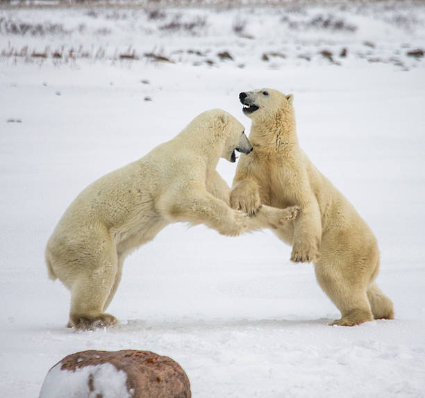 istock Two polar bears playing with each other in the tundra. 635849062